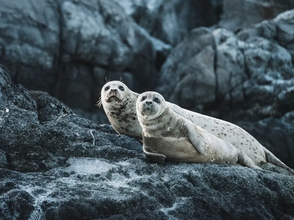 seals on the rock